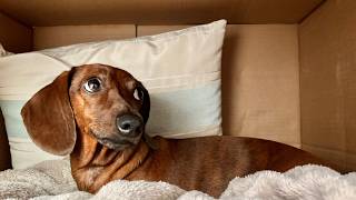 Mini dachshund gets cozy in a burrow box!