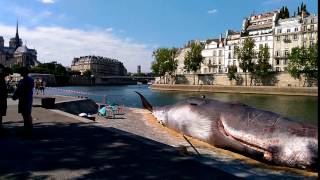 un cachalot echoue sur les quais de seine