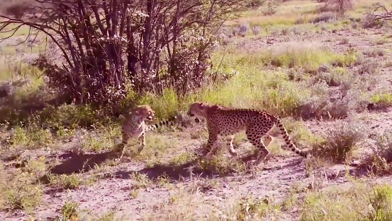Leopard vs Big Python Snake Real Fight | Leopard Wild Big Battle - Most ...