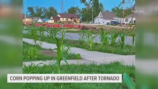 Corn popping up in Greenfield after tornado