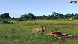 Africa wildlife - Amazing lion beats giraffe - wildlife film and music calming