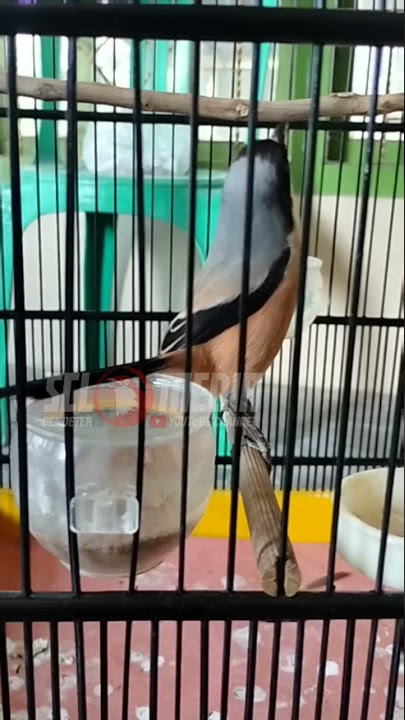 Cendet Isian Greja Nyerett panjang..‼️