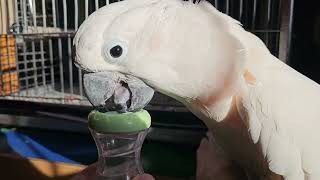 Cockatoo Sees Himself In The Mirror