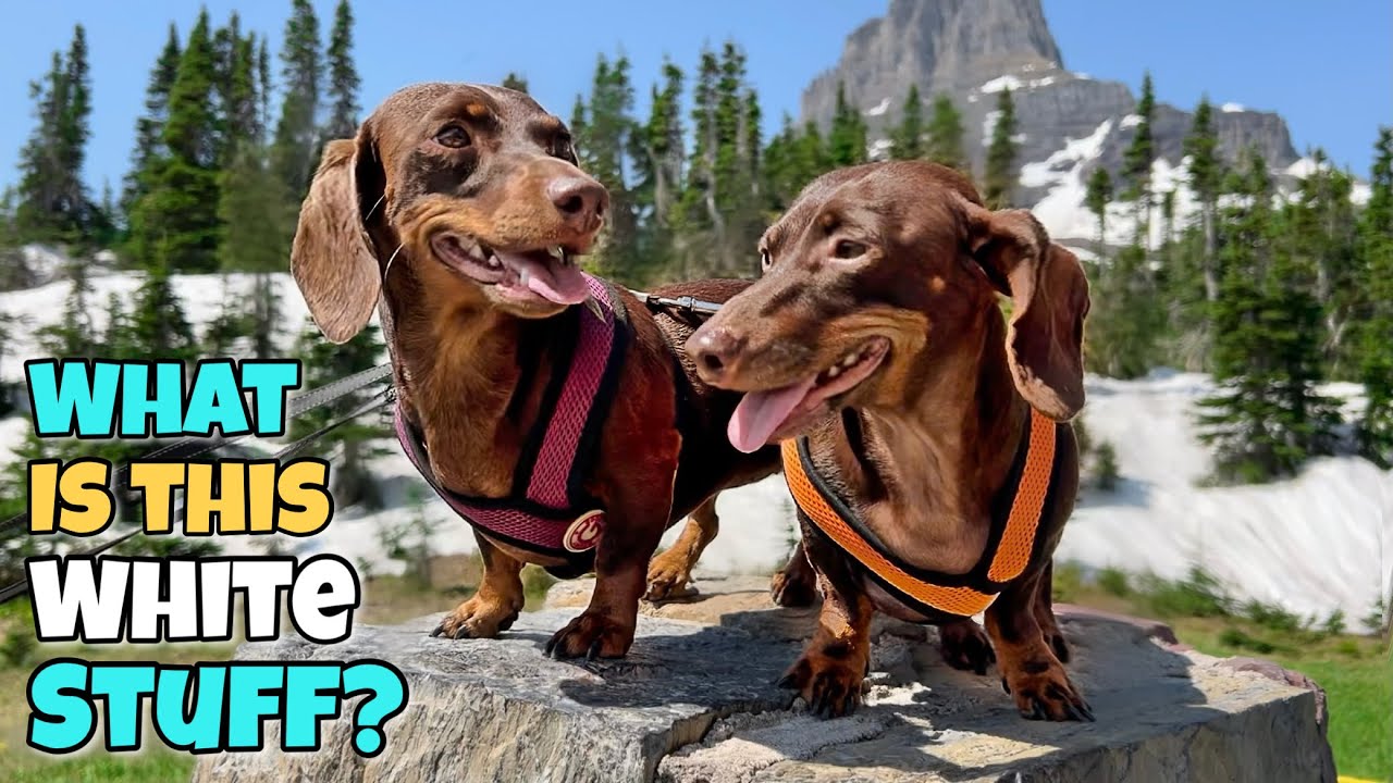 MINI DACHSHUNDS See Snow for the First Time! - YouTube