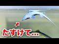 キャビアになるはずのサメが死にそうです..