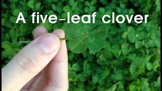 Short Story: A five-leaf clover