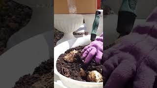 I do this every year! CALLA LILY #short #gardening #shortsvideo #shortsfeed #youtubeshorts #shorts