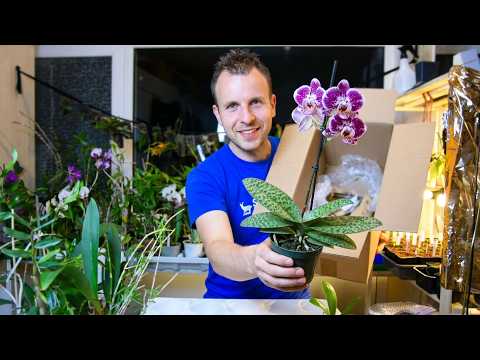 Orchideen-Unboxing: Diese Pflanzen kamen im großen Paket an