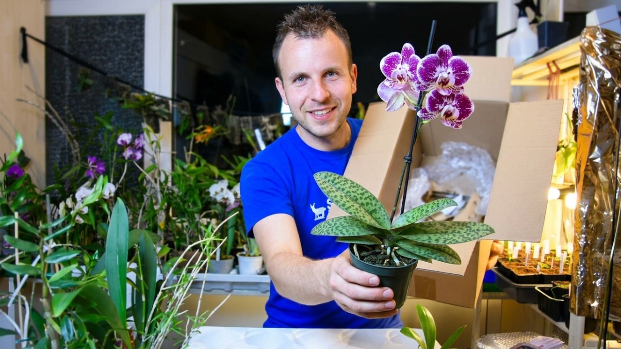 Orchideen-Unboxing: Diese Pflanzen kamen im großen Paket an