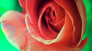 an ORANGE ROSE~ the meaning of~