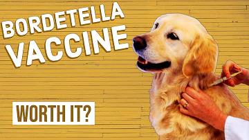 How often does a dog need a Bordetella shot?