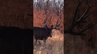 The Rural Highway Buck That Haunts Me