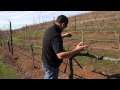 Double Guyot and Cordon Pruning Lesson