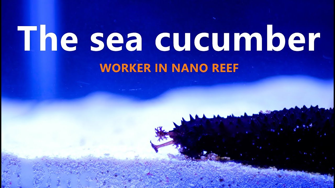 Sand sweeper in REEF TANK The sea cucumber 4K YouTube