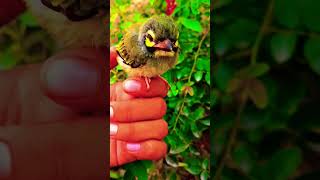 Islamic Hd Video Hd Videos.