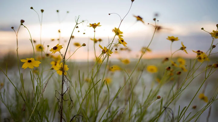 Planting Wildflowers with Laura Kerr