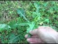 Eattheweeds episode 134 neighborhood foraging