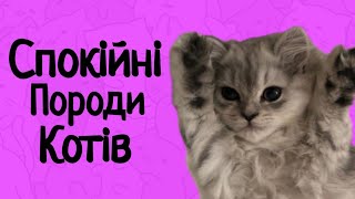 Найбільш Спокійні Породи Котів)