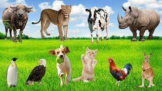 Nông Trại Hát Ca 🐣🐔 🐸🐿️🐎🐅 - Tiếng Kêu Động Vật Cho Bé Vui Học Với Các Loài Thú Nuôi Nông Trại 🌾🎶!