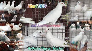 Cheapest Rate Madrasi pigeon Seller/Gopal pigeon shop/Galif Street Kabootar Market visit on 24/05/26