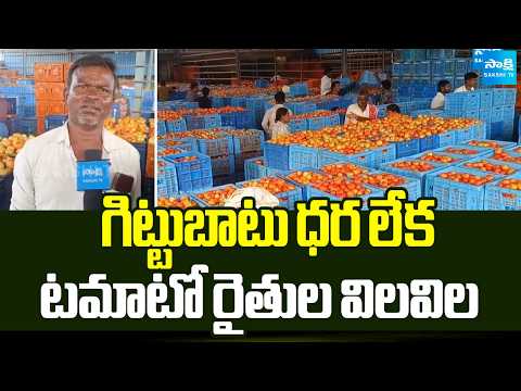 గిట్టుబాటు ధర లేక విల విల లాడుతున్న టమాటో రైతులు | Tomato Farmers Problem | Sakshi TV - SAKSHITV