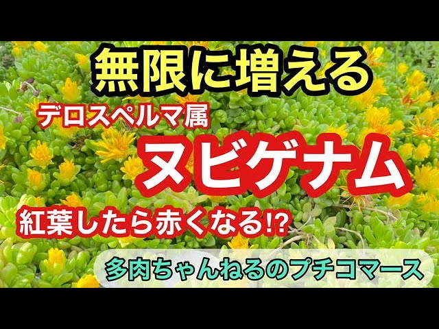 多肉植物】無限増殖❗️ヌビゲナム❣️暑さ寒さに強くグランドカバーに