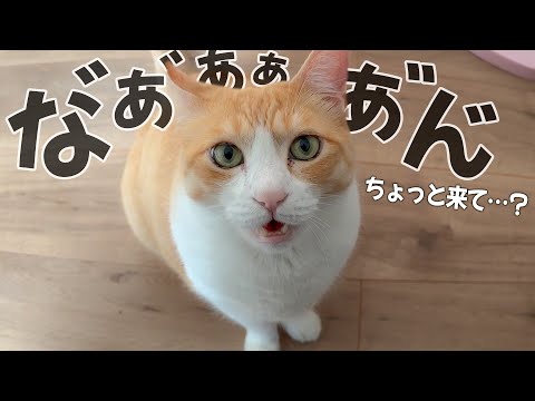 CAT様 リクエスト おまとめ ミックス様 リクエスト 3点 まとめ商品 c様リクエスト 3点 まとめ商品