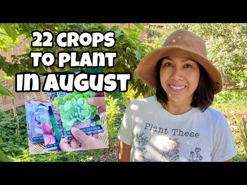 thailand giant elephant ear plant Leucocasia Gigantea 'Thailand Giant'  Giant Taro (Plant)  VIRIAR