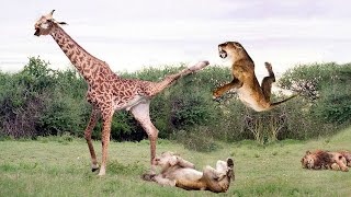 Great Battle! Giraffe Throws Powerful Kicks At Lions Herd In Dramatic Escape| Wild Animals Attack