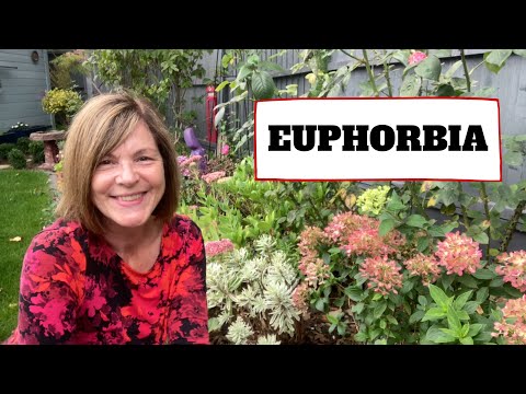 Video: The Many-faced And Legendary Euphorbia