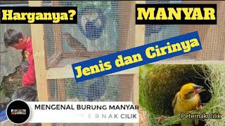 Ciri dan Jenis; MANYAR Mengenal Burung Manyar