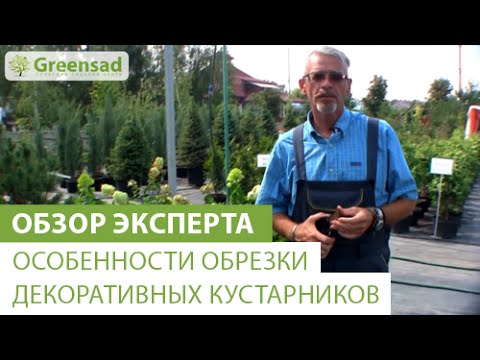 Видео: Как вырастить женьшень (с иллюстрациями)