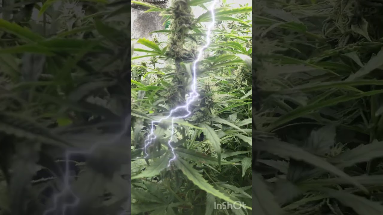 UK INDOOR STEALTH WEED GROW🇬🇧 2025🔥🥷