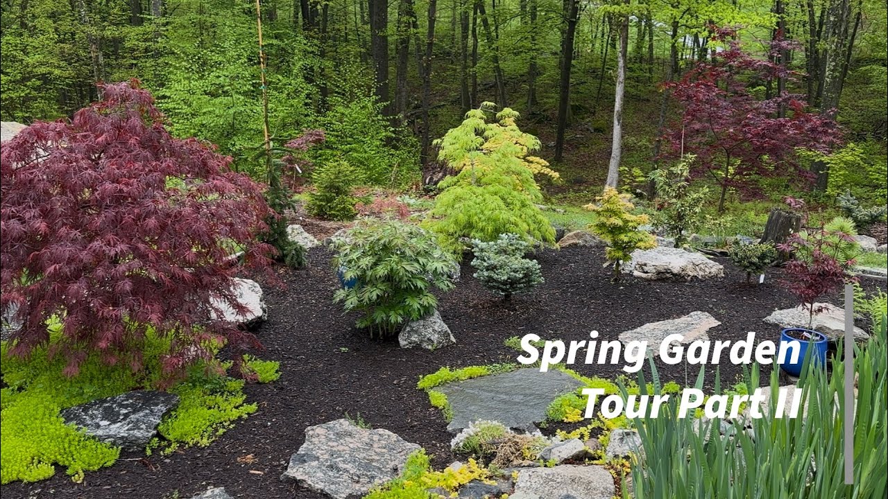 Spectacular spring color garden tour around a koi pond