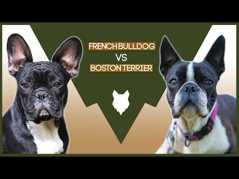 Videó: Különbség A Francia Bulldog és A Bostoni Terrier Között