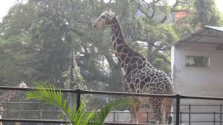 20180127   Mysore Zoo   00000