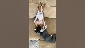 Dog Fart To the Face! 😳  #fart