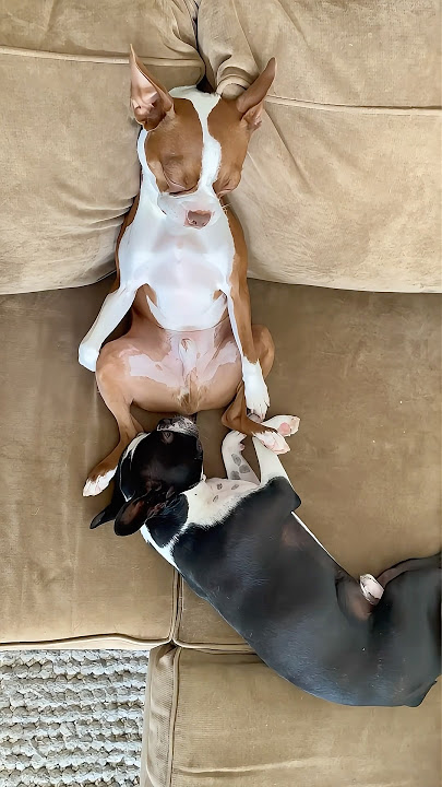 Dog Fart To the Face! 😳  #fart