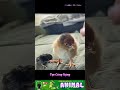 Những con chim cút nước khi vừa mới chào đời chúng nhỏ như nắp chai nước #animals