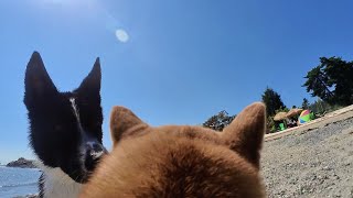 Dog filming her own V-log | Shiba Inu&#39;s Point of View