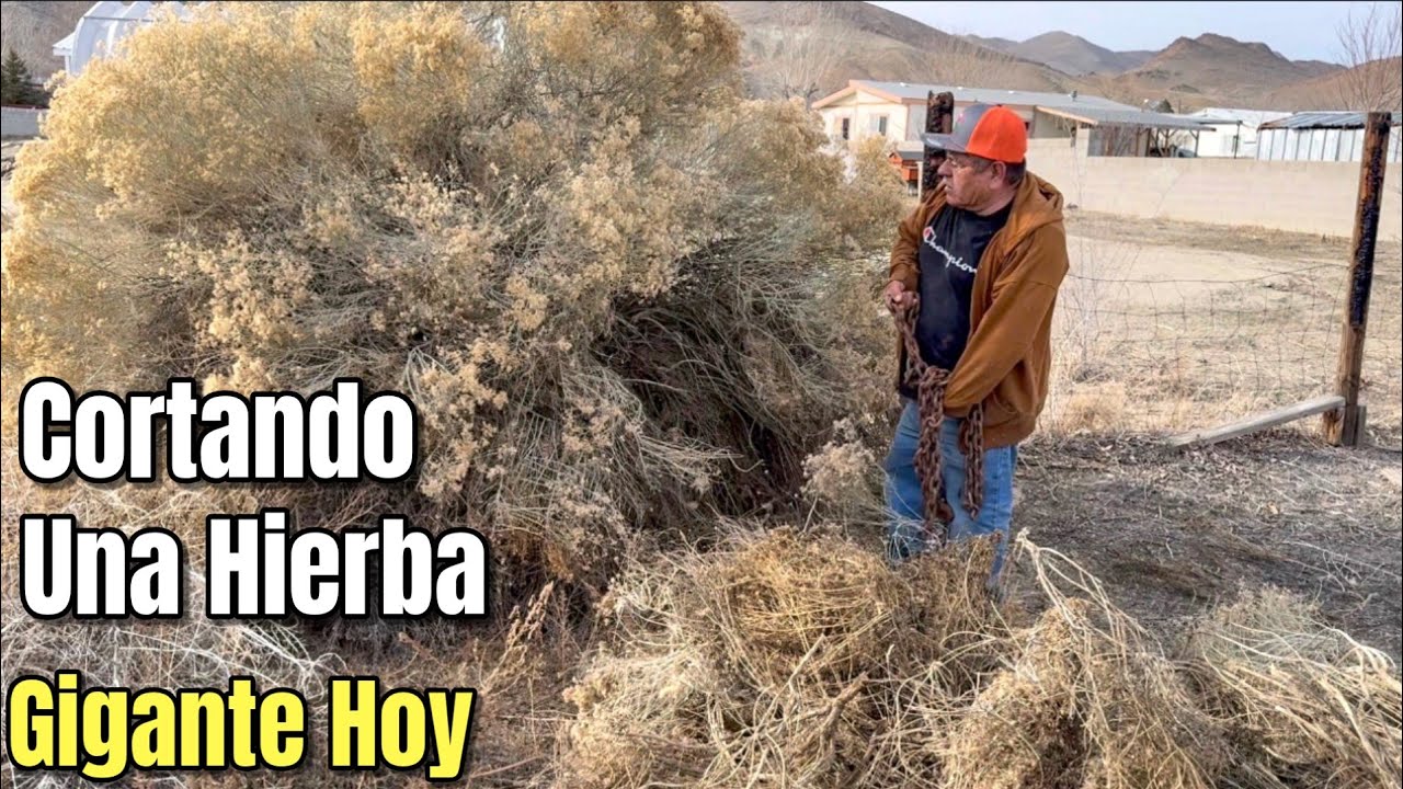 Don Chori Removiendo Una Hierba Gigante De La Yarda Facil Y Rapido!