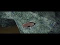 (abyss) como encontrar blacktip snailfish, smooth anglerfish y murray´s abyssal anglerfish en dbsa