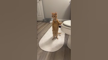 He Needs Cheetos to Stay Orange 😺