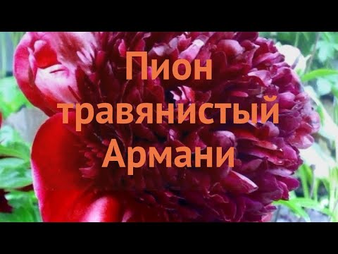 Пион травянистый Армани