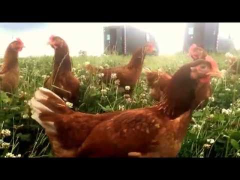 Hegnsholt organic eggs Hegnsholt organic eggs