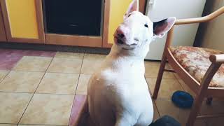 Bullterrier smiling and talking
