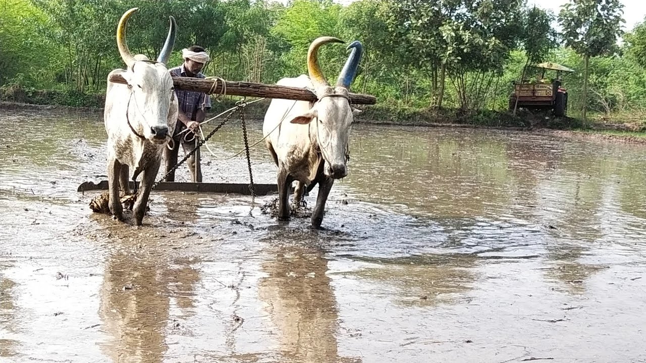 Framar cultivate agriculture land using Bullock | cow videos | Bullockcart | Bullock power