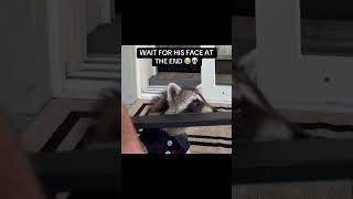 Snacky Chan: Brave enough for the wild… until the wild makes a noise. 😂 #petraccoon #funnypets
