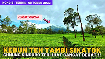 Kebun Teh Tambi Wonosobo 2022