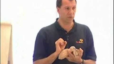 Neuromarketing presentation part 1: understanding the old brain and the 6 stimuli